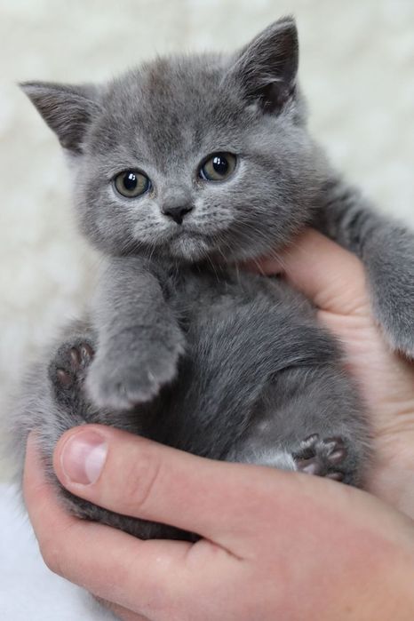 Продаются британские котята