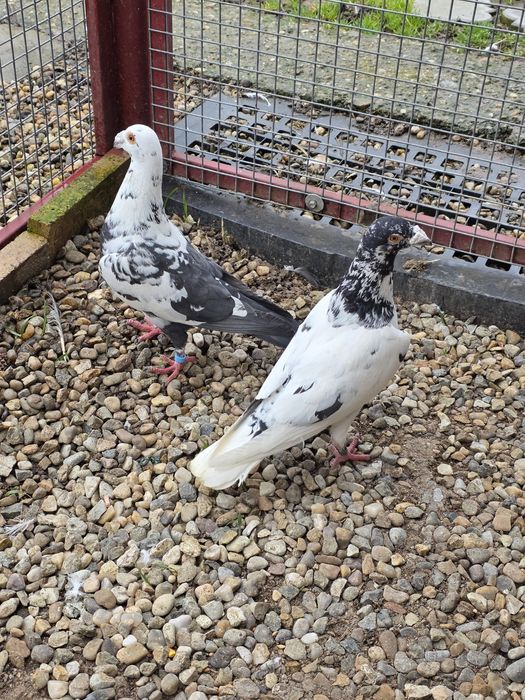 Porumbei    stil vechi -muelemans si barless!!!Masculi!!!