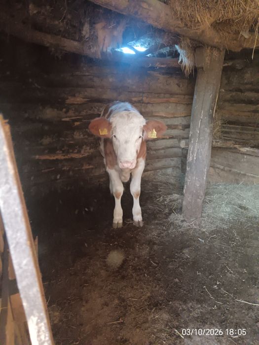 Vând vițele prețul se face la telefon