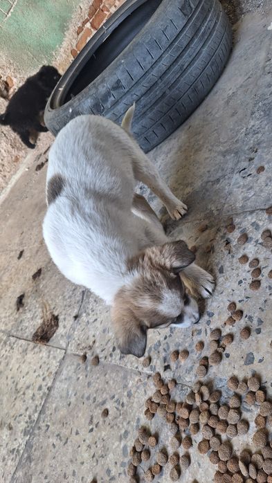 Подаряват се 5 броя малки кученца.