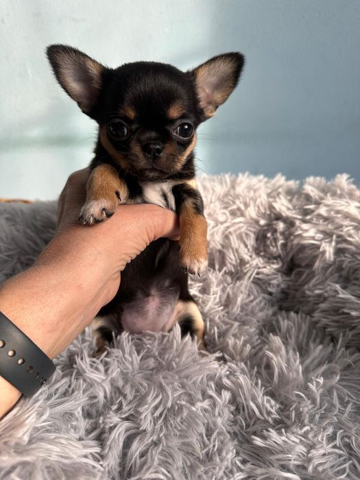 Продам щенков чихуахуа