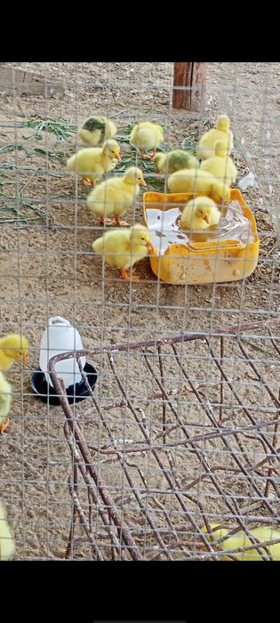 Каз балапандары бар