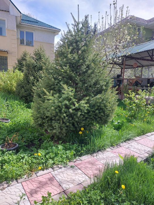 Ёлки тяньшанские