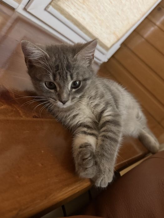 Котёнок бесплатно