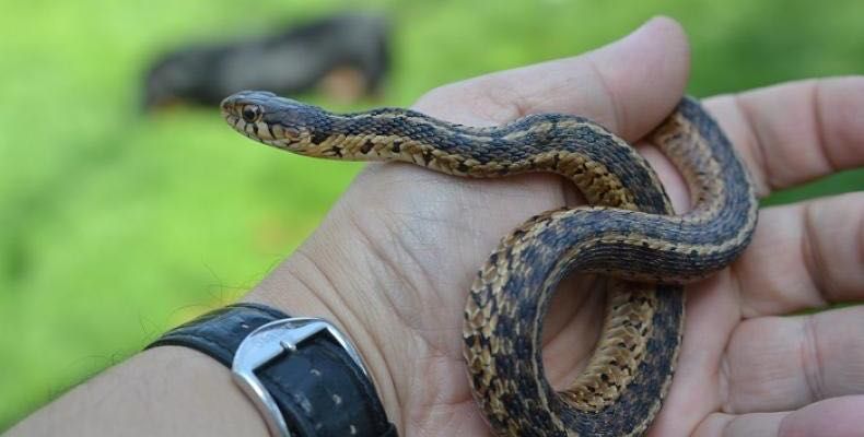 Залавяне на змии до велико търново