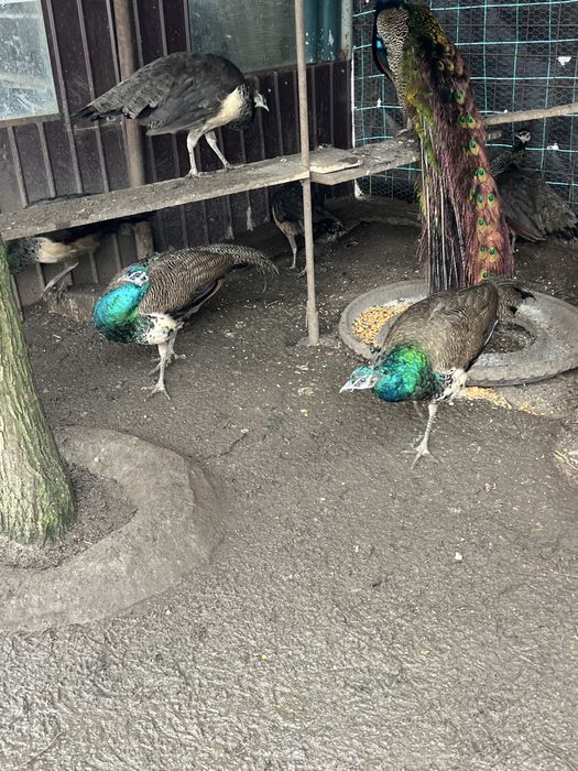 Vand pauni si păunițe