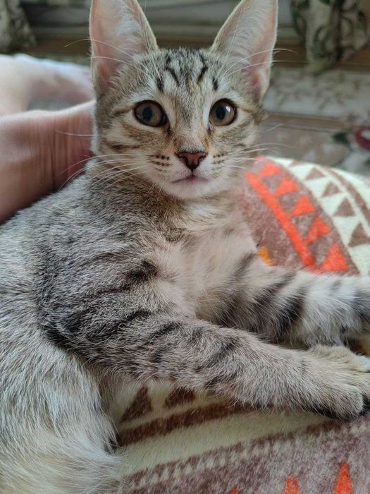 Кошки девочки 2шт