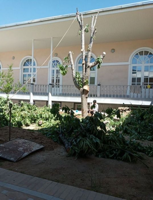 Дарахт кесиш хизмати вывоз веток, досок. Обрезка дерево