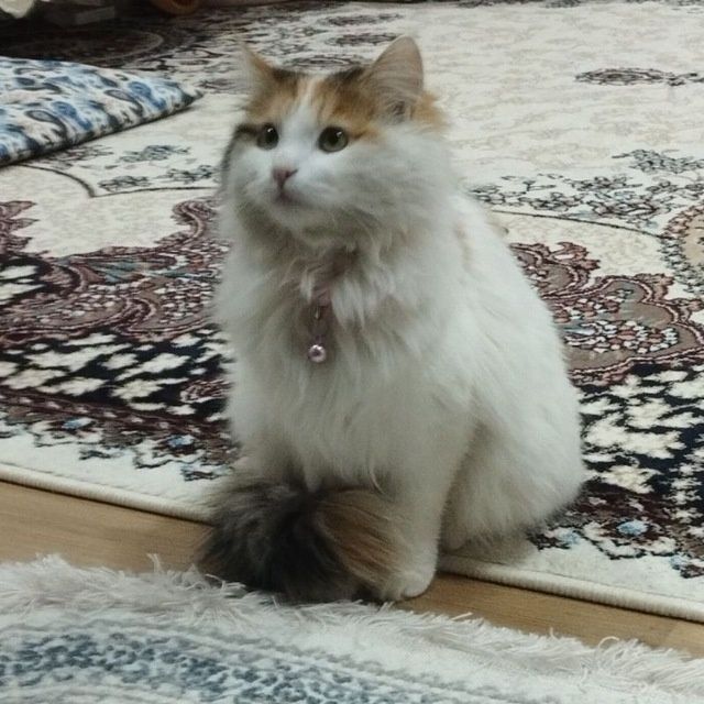 Turk angorasi sotiladi
