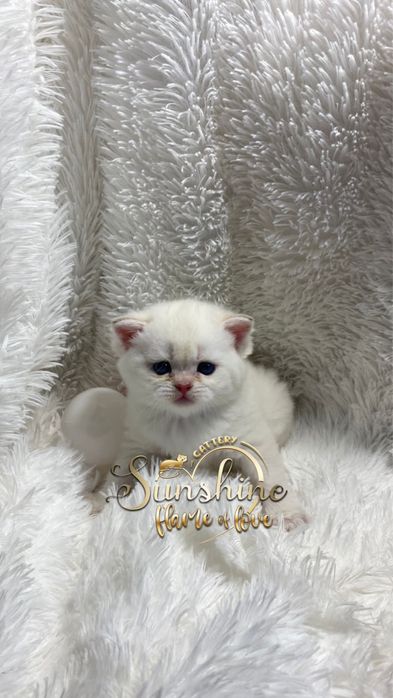 Британцы шиншиллы золотые