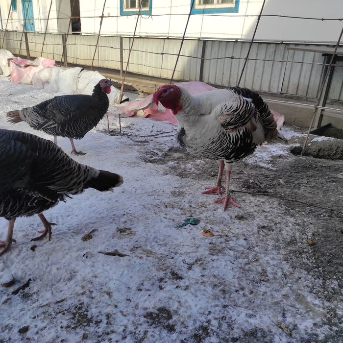 Продам мясо индюка