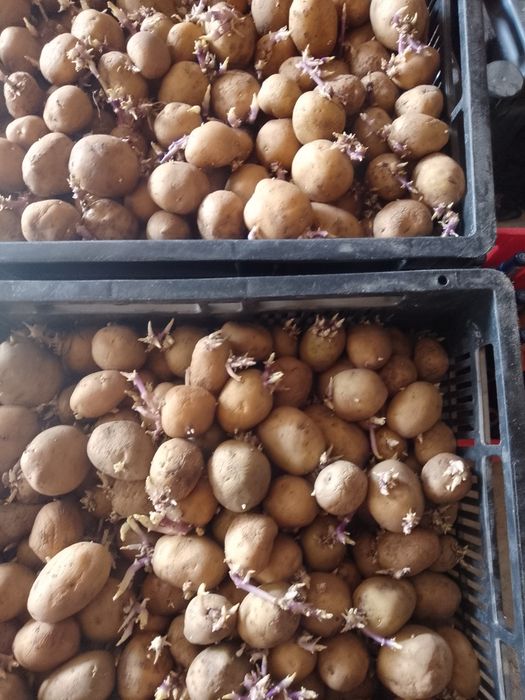 Vand cartofi de sămânță Riviera și Arizona, elită.