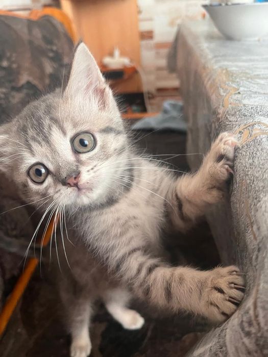 Отдам котёнка девочка2 месяца