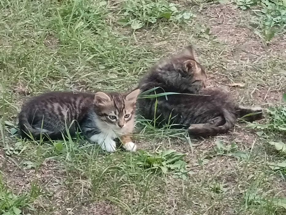 Подарявам котета