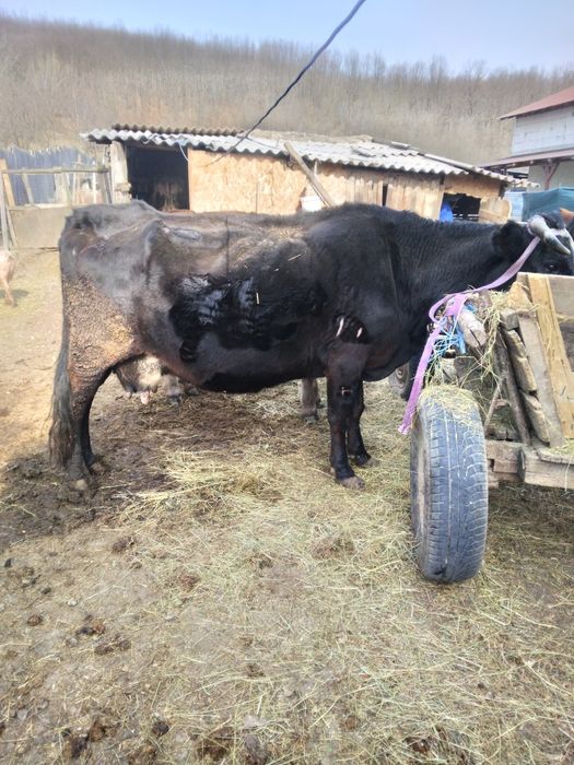 Vand Vaca gestanta in 8  luni sau schimb cu vaca de abator