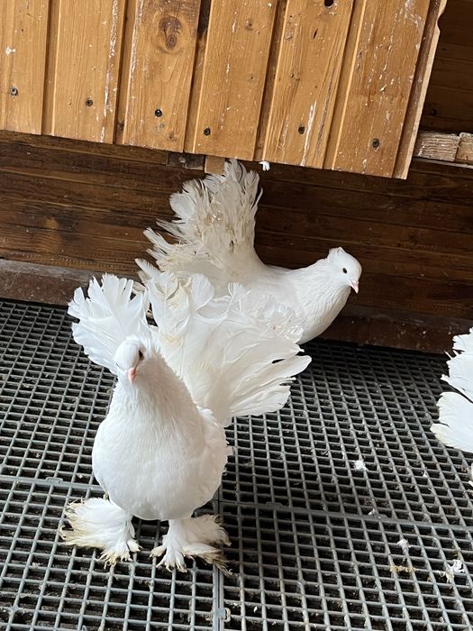 Porumbeii voltați indieni