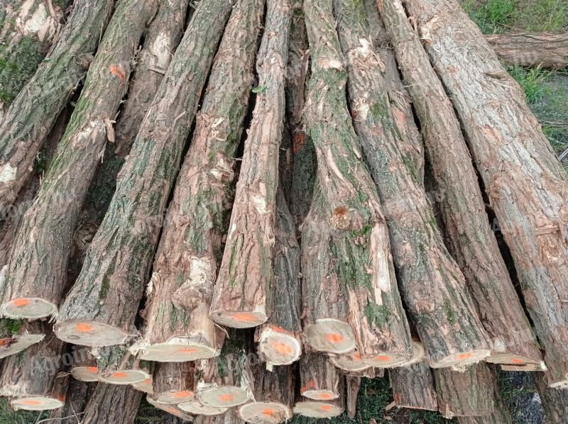 Spalieri din salcam si din beton