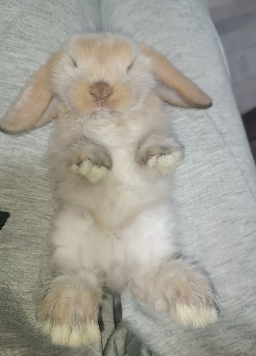 Продаются декоративные кролики(карлик)