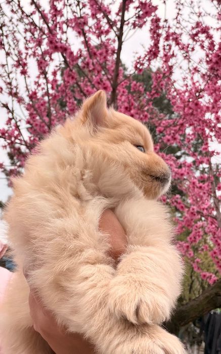 Померан момче и момиче