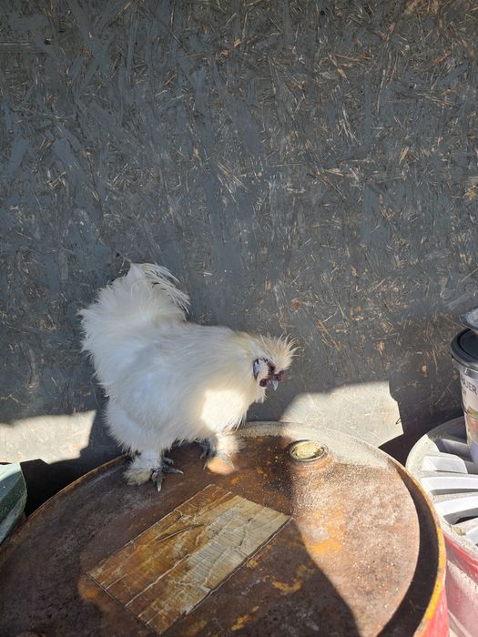 Vând cocos mătase japoneza