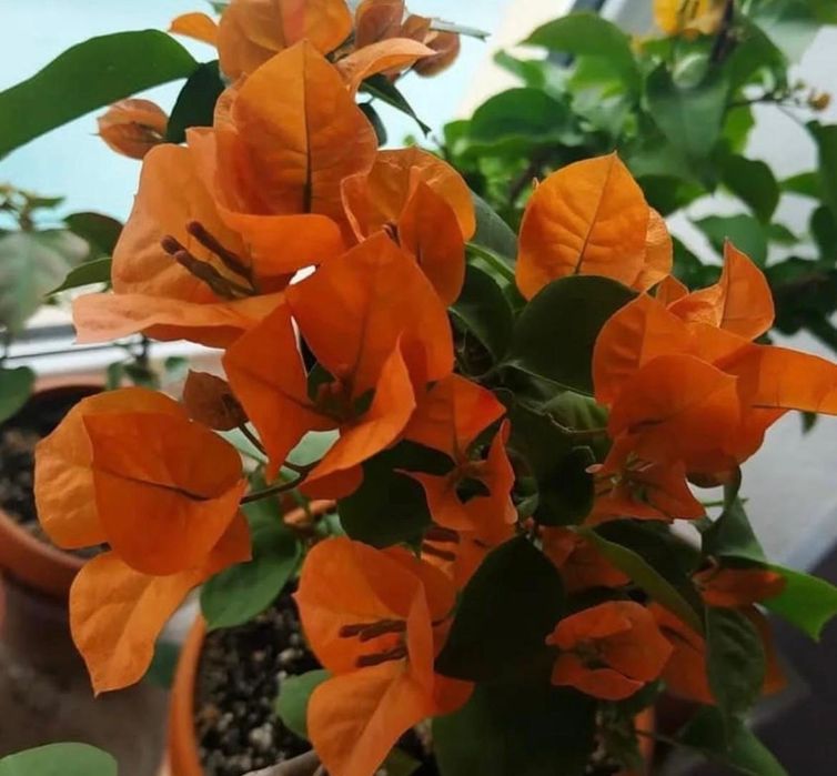 Комнатные растения