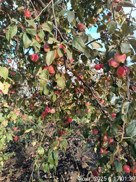 Дача 9 соток "Весна"