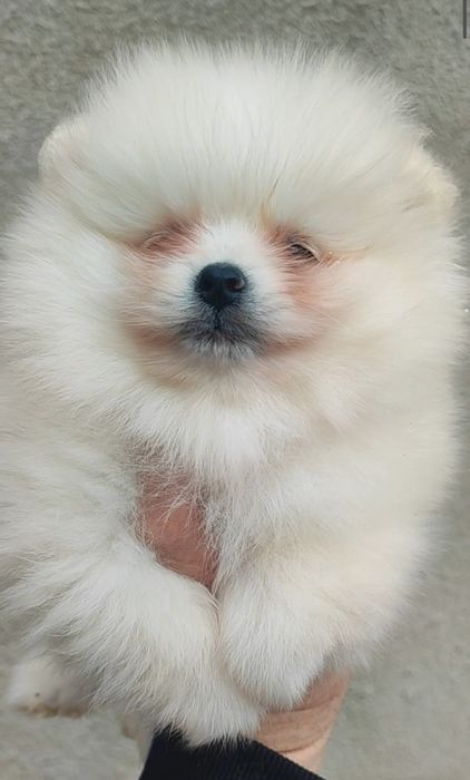 Померан померанче