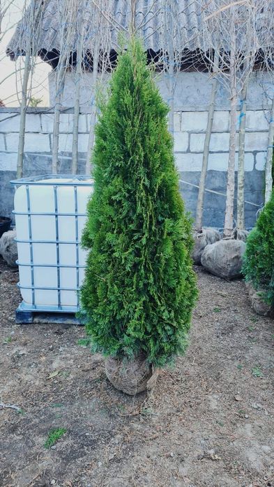 Tuia smaragd de calitate extra avem toate dimensiunile