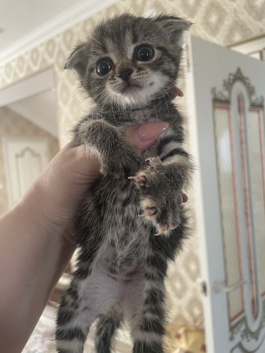 Продам котят вислоухий метисов