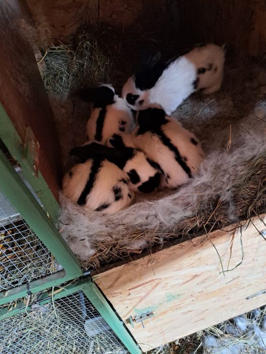 Vand Iepuri fluture german si urias german