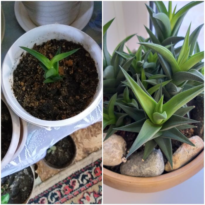 Продам молодые комнатные растения