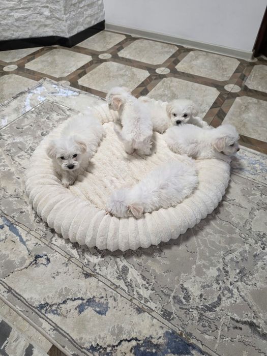 Vând bichon maltez 8 sap