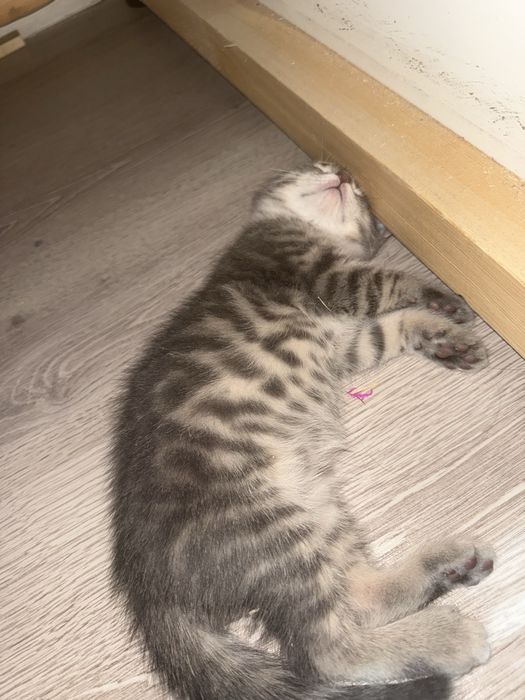 Продается котенок мальчик