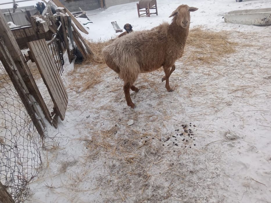 Улкен қои сатылады  бағасы 75000