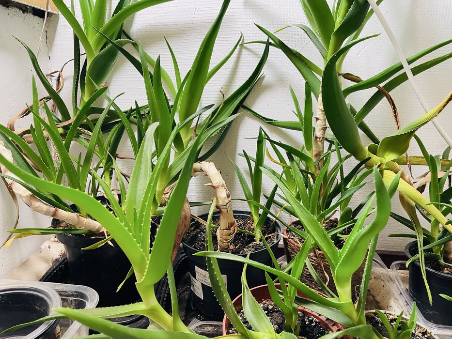 Подарявам Aloe Arborescens