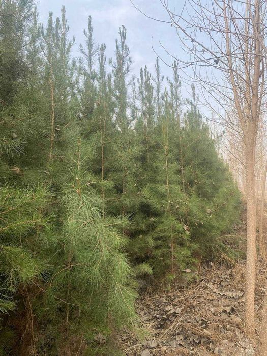 SASNA  ko`chatlar  sotiladi  OPTOM