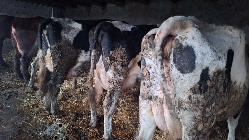 Vand vaci fatate si gestante