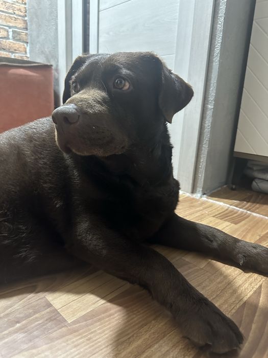 Найдена собака, лабродор.