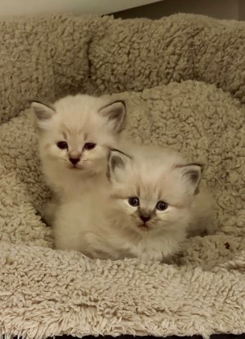 Котета сибирска нева маскарадна