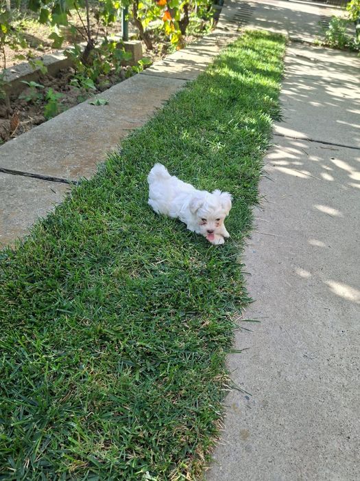 Bichon malteze mini toy