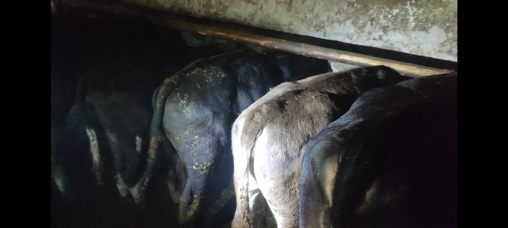 Телета за продан Копривщица
