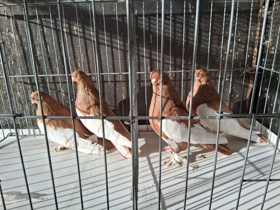 Vând porumbei baltati