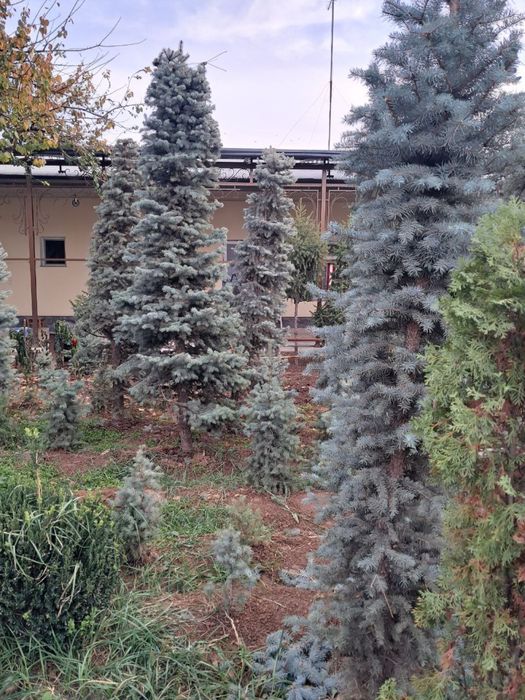 Archa goluboy, serebrestiy Ель голубая - chiroy sifat narx uygunligi