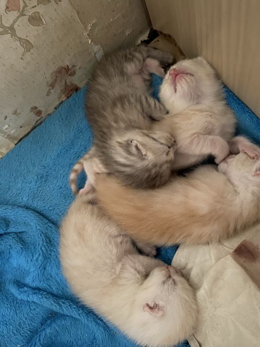 Котятки породистые