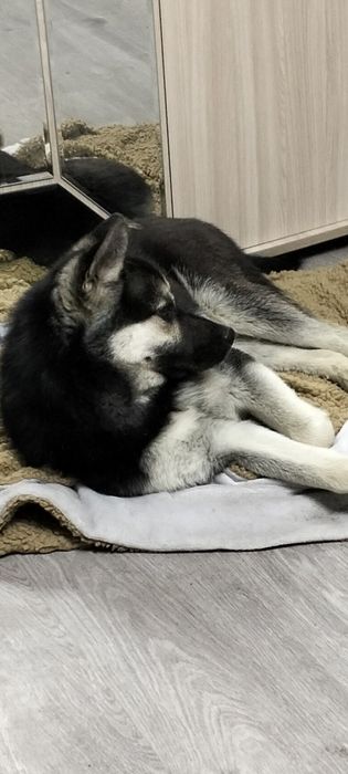 Пацан в добрые, надёжные руки!!!