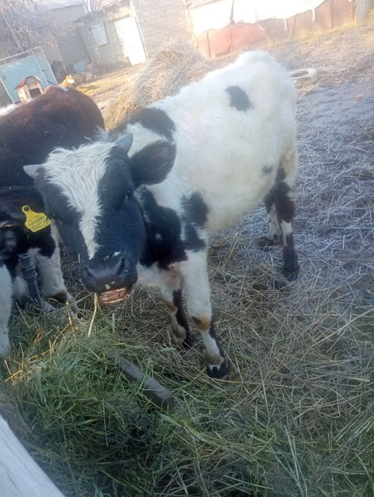 Екі бұха сатылады шаруа