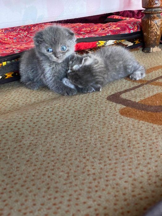 Продам котят породистые