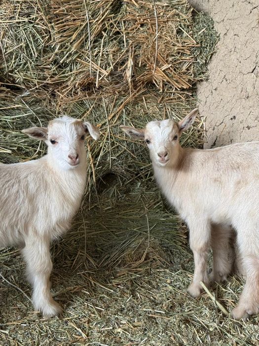 Пародисти лақтар