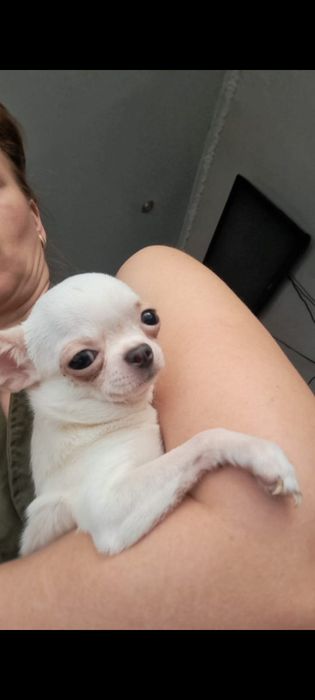 Вязкая мини чихуахуа