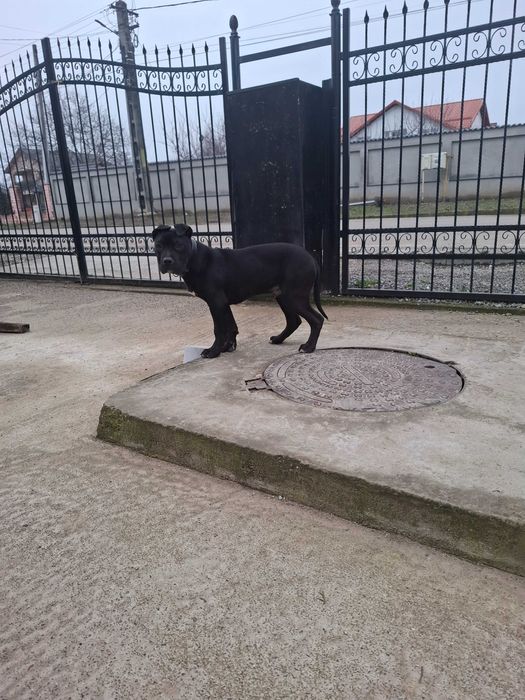 Caini amstaff de vanzare